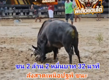 คลิปวัวชนย้อนหลัง ผลการชน โคลังสาดงามเหนือปฐพีจอมลีลา (คลาสสิค) VS โคโหนดนเรศวร (เจ้าเมือง)