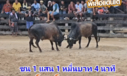 คลิปวัวชนย้อนหลัง ผลการชน โคโหนดเจ้าขุนพล (โยกเยก) VS โคโหนดงามมงคลชัย (มดหนอย)