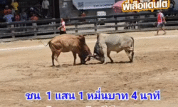 คลิปวัวชนย้อนหลัง ผลการชน ลังสาดพยัคฆ์เล็ก (กัปตัน) VS ลังสาดหนึ่งสยาม