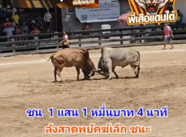 คลิปวัวชนย้อนหลัง ผลการชน ลังสาดพยัคฆ์เล็ก (กัปตัน) VS ลังสาดหนึ่งสยาม