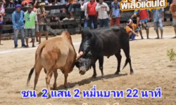คลิปวัวชนย้อนหลัง ผลการชน นิลแซมร้อยเล่ห์เหลี่ยมพยัคฆ์สายใต้ (ไอ้ป่าน) VS ขาวงามยอดนินจา (นารุโตะ)