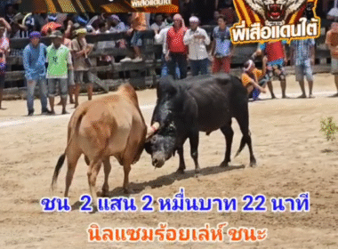 คลิปวัวชนย้อนหลัง ผลการชน นิลแซมร้อยเล่ห์เหลี่ยมพยัคฆ์สายใต้ (ไอ้ป่าน) VS ขาวงามยอดนินจา (นารุโตะ)