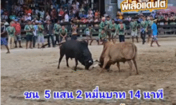 คลิปวัวชนย้อนหลัง ผลการชน ขาวงามเพชรชาญชัย (ขาวบ่าวแดง) VS ดุกด้างปานพิทักษ์ชัย (ปานเพชร)