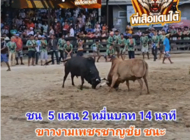 คลิปวัวชนย้อนหลัง ผลการชน ขาวงามเพชรชาญชัย (ขาวบ่าวแดง) VS ดุกด้างปานพิทักษ์ชัย (ปานเพชร)