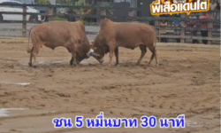 คลิปวัวชนย้อนหลัง ผลการชน แดงชาติชายใจเย็นขวัญใจแม่หม้าย (ท่านสัม)  VS ขาวงามวันปีใหม่