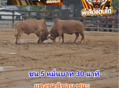 คลิปวัวชนย้อนหลัง ผลการชน แดงชาติชายใจเย็นขวัญใจแม่หม้าย (ท่านสัม)  VS ขาวงามวันปีใหม่
