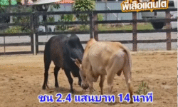 คลิปวัวชนย้อนหลัง ผลการชน โหนดลูกสิงห์พยัคฆ์นำชัย (มาเลเซีย) VS ขาวงามดำสนิท