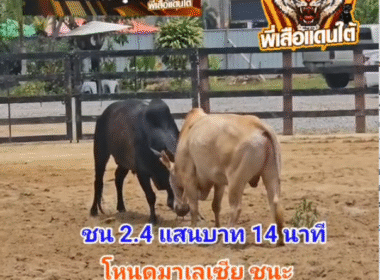 คลิปวัวชนย้อนหลัง ผลการชน โหนดลูกสิงห์พยัคฆ์นำชัย (มาเลเซีย) VS ขาวงามดำสนิท