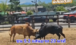 คลิปวัวชนย้อนหลัง ผลการชน โคดุกด้างสิงห์นักล่าราชายอด (สิงห์โต) VS โคแดงงามบุญบารมี (สุดหล่อ)