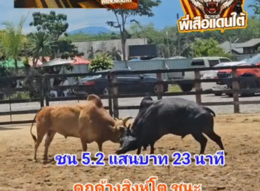 คลิปวัวชนย้อนหลัง ผลการชน โคดุกด้างสิงห์นักล่าราชายอด (สิงห์โต) VS โคแดงงามบุญบารมี (สุดหล่อ)