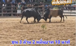 คลิปวัวชนย้อนหลัง ผลการชน โหนดงามสามชาย VS แซมอัฉริยะยอดนำชัย (อ้ายแซม)