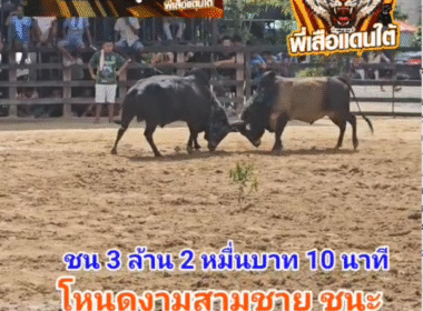 คลิปวัวชนย้อนหลัง ผลการชน โหนดงามสามชาย VS แซมอัฉริยะยอดนำชัย (อ้ายแซม)
