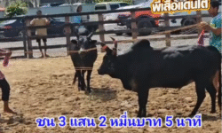 คลิปวัวชนย้อนหลัง ผลการชน ดุกด้างงามยอดขุนพล (ขุนพันธ์) VS โหนดหลังขาวนเรศวรลูกเทพประทาน (เสือแหวง)