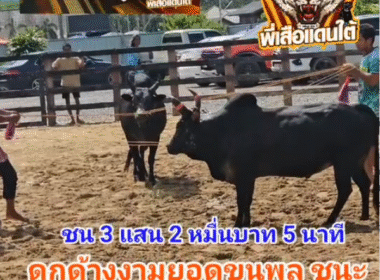 คลิปวัวชนย้อนหลัง ผลการชน ดุกด้างงามยอดขุนพล (ขุนพันธ์) VS โหนดหลังขาวนเรศวรลูกเทพประทาน (เสือแหวง)
