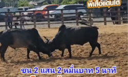 คลิปวัวชนย้อนหลัง ผลการชน โหนดหลังขาวแสนเก่งเล็ก (น้ำเต้า)  VS ดุกด้างออมสินเก็บทรัพย์