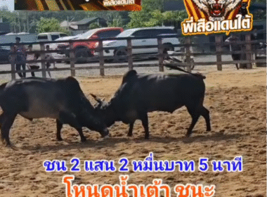 คลิปวัวชนย้อนหลัง ผลการชน โหนดหลังขาวแสนเก่งเล็ก (น้ำเต้า)  VS ดุกด้างออมสินเก็บทรัพย์
