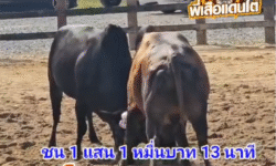 คลิปวัวชนย้อนหลัง ผลการชน โหนดหัวแดงจอมแทงแรงไม่มี  VS ดุกด้างยอดพิชิตชัย (ไอ้ดื้อ)