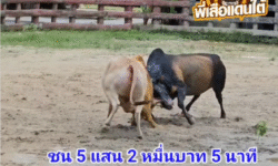 คลิปวัวชนย้อนหลัง ผลการชน โคขาวงามยอดเพชรพรประทาน (หมีขาว) VS โคโหนดก้องพิภพ