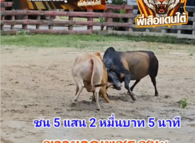 คลิปวัวชนย้อนหลัง ผลการชน โคขาวงามยอดเพชรพรประทาน (หมีขาว) VS โคโหนดก้องพิภพ