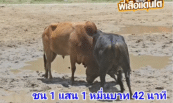 คลิปวัวชนย้อนหลัง ผลการชน ขาวงามร้อยวิชาดาราควนยอ (ติ๊กต๊อก) VS โหนดซุปเปอร์เล็ก