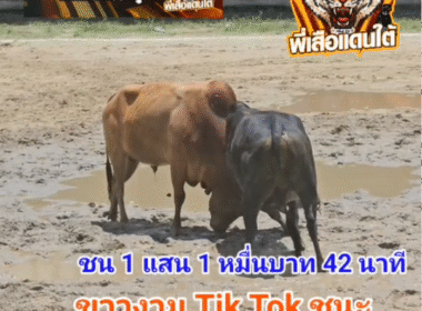 คลิปวัวชนย้อนหลัง ผลการชน ขาวงามร้อยวิชาดาราควนยอ (ติ๊กต๊อก) VS โหนดซุปเปอร์เล็ก