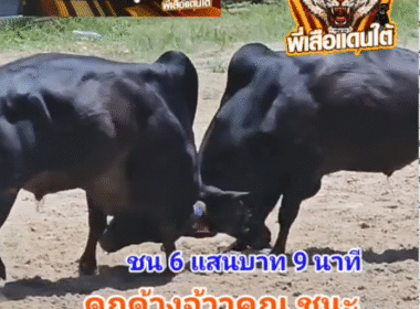 คลิปวัวชนย้อนหลัง ผลการชน โหนดงามพยัคฆ์เล็กยอดมีชัย (เสือเตี้ย) VS ดุกด้างยอดบรรลือชัย (จ้าวคุณ)