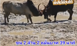 คลิปวัวชนย้อนหลัง ผลการชน โคลังสาดสยามบัลลังก์เหล็ก (มังกรจิ๋ว) VS โคนักรบดำ