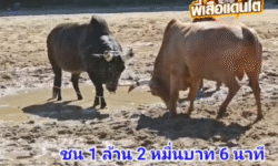 คลิปวัวชนย้อนหลัง ผลการชน โคขาวสุทาน (ขาวด่วน) VS โหนดแซมไทยคู่ฟ้า (ปานนานาชาติ)