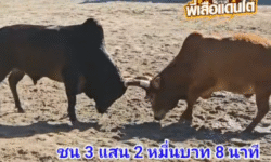 คลิปวัวชนย้อนหลัง ผลการชน โคขาวอิทธิพล (ตี๋เลี่ยม) VS โคโหนดเพชรนำโชค (นำโชค)