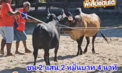คลิปวัวชนย้อนหลัง ผลการชน โคโหนดมุกเหลี่ยมเพชรทายาทดาวเรือง (แชมป์) VS โคดุกด้างเพชรมงคลชัย (เพชรทักษิณ)