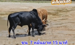 คลิปวัวชนย้อนหลัง ผลการชน โคขาวปานเพชร (ท่านปาน) VS โคดุกด้างเพชรมีชัย (ลูกเพชร)