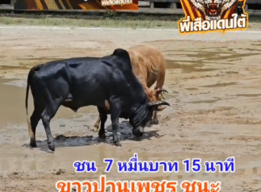คลิปวัวชนย้อนหลัง ผลการชน โคขาวปานเพชร (ท่านปาน) VS โคดุกด้างเพชรมีชัย (ลูกเพชร)