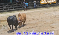 คลิปวัวชนย้อนหกลัง ผลการชน โคแหลมสิงห์ (ไอ้ยาว) VS โคดุกด้างพยัคฆ์เล็กดอกเงินดอกทอง
