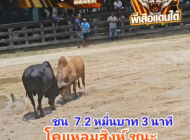 คลิปวัวชนย้อนหกลัง ผลการชน โคแหลมสิงห์ (ไอ้ยาว) VS โคดุกด้างพยัคฆ์เล็กดอกเงินดอกทอง