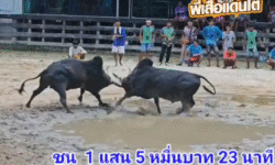 คลิปวัวชนย้อนหลัง ผลการชน โคโหนดหลังขาวลูกชาวเล (สมรักษ์) VS โคโหนดงามเขมรินทร์