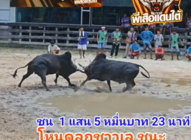 คลิปวัวชนย้อนหลัง ผลการชน โคโหนดหลังขาวลูกชาวเล (สมรักษ์) VS โคโหนดงามเขมรินทร์