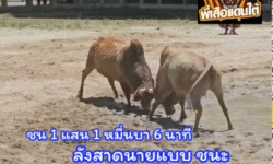 คลิปวัวชนย้อนหลัง ผลการชน โคแดงแสวงชัยเพชรประกายทอง (แสวงชัย) VS โคลังสาดหงษ์ฟ้าประทาน (นายเเบบ)