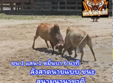 คลิปวัวชนย้อนหลัง ผลการชน โคแดงแสวงชัยเพชรประกายทอง (แสวงชัย) VS โคลังสาดหงษ์ฟ้าประทาน (นายเเบบ)
