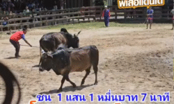 คลิปวัวชนย้อนหลัง ผลการชน โคโหนดงามทวีวัฒน์ (ม้าเหล็ก) VS โคโหนดงามชนะศึก (ภาค2)