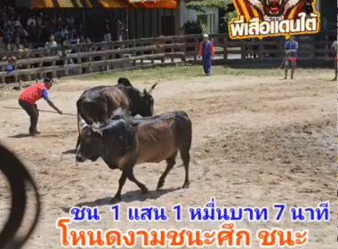 คลิปวัวชนย้อนหลัง ผลการชน โคโหนดงามทวีวัฒน์ (ม้าเหล็ก) VS โคโหนดงามชนะศึก (ภาค2)