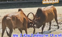คลิปวัวชนย้อนหลัง ผลการชน แดงอัญมณี (แดงใหญ่) VS โคลันดาอาปาเช่ร์ (สุดหล่อ)