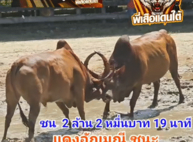คลิปวัวชนย้อนหลัง ผลการชน แดงอัญมณี (แดงใหญ่) VS โคลันดาอาปาเช่ร์ (สุดหล่อ)