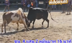 คลิปวัวชนย้อนหลัง ผลการชน โคลายงามตามใจลูกบ่าวพ่อ (อ้ายน้ำแข็ง) VS โคโหนดกึกก้องเก่งกาจเกียรติเกรียงไกร (ยัดเยียด)