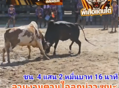 คลิปวัวชนย้อนหลัง ผลการชน โคลายงามตามใจลูกบ่าวพ่อ (อ้ายน้ำแข็ง) VS โคโหนดกึกก้องเก่งกาจเกียรติเกรียงไกร (ยัดเยียด)