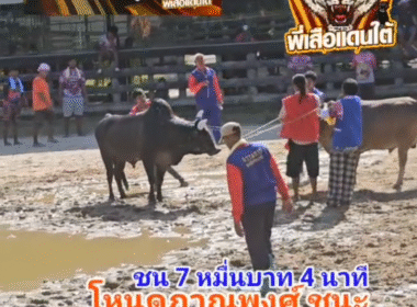 คลิปวัวชนย้อนหลัง ผลการชน โคลังสาดเพชรมงคลชัย (รถเบนซ์) VS โคโหนดแซมภานุพงศ์
