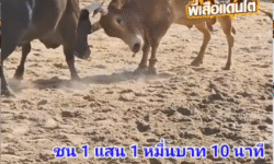 คลิปวัวชนย้อนหลัง ผลการชน โคขาวงาใปานเทพขุนทัพพยัคฆ์นำชัย (ลูกรัง) VS โคโหนดงามหลังขาวแปดแสนเล็ก (ไอ้เเปด)