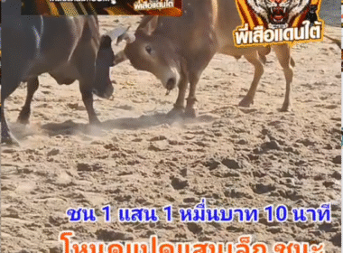 คลิปวัวชนย้อนหลัง ผลการชน โคขาวงาใปานเทพขุนทัพพยัคฆ์นำชัย (ลูกรัง) VS โคโหนดงามหลังขาวแปดแสนเล็ก (ไอ้เเปด)