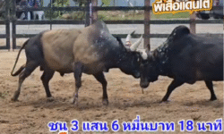 คลิปวัวชนย้อนหลัง ผลการชน โคโหนดจอมซน VS โคโหนดสองสีเพชรพันล้านพิทักษ์ทรัพย์ (ไอ้ทอง)