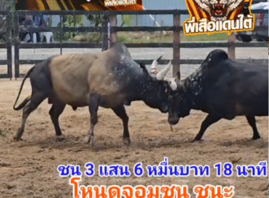 คลิปวัวชนย้อนหลัง ผลการชน โคโหนดจอมซน VS โคโหนดสองสีเพชรพันล้านพิทักษ์ทรัพย์ (ไอ้ทอง)