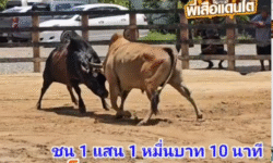 คลิปวัวชนย้อนหลัง ผลการชน โคโหนดจักรพรรดิ (เก้าแสน) VS โคลังสาดสุดเทพ